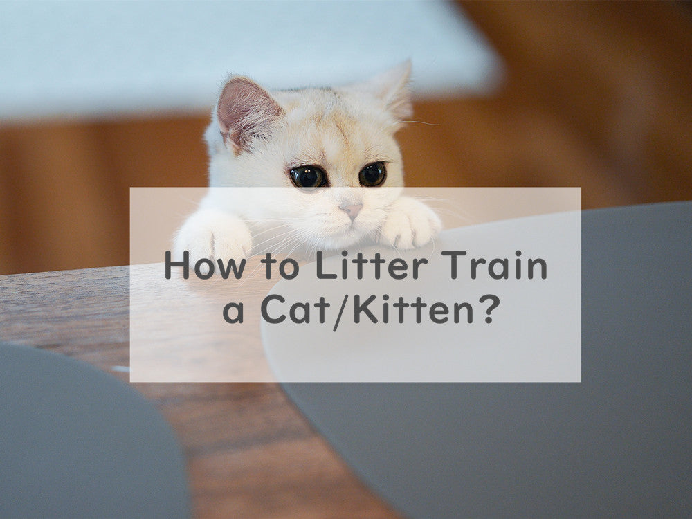 How to Litter Train a Cat/Kitten?