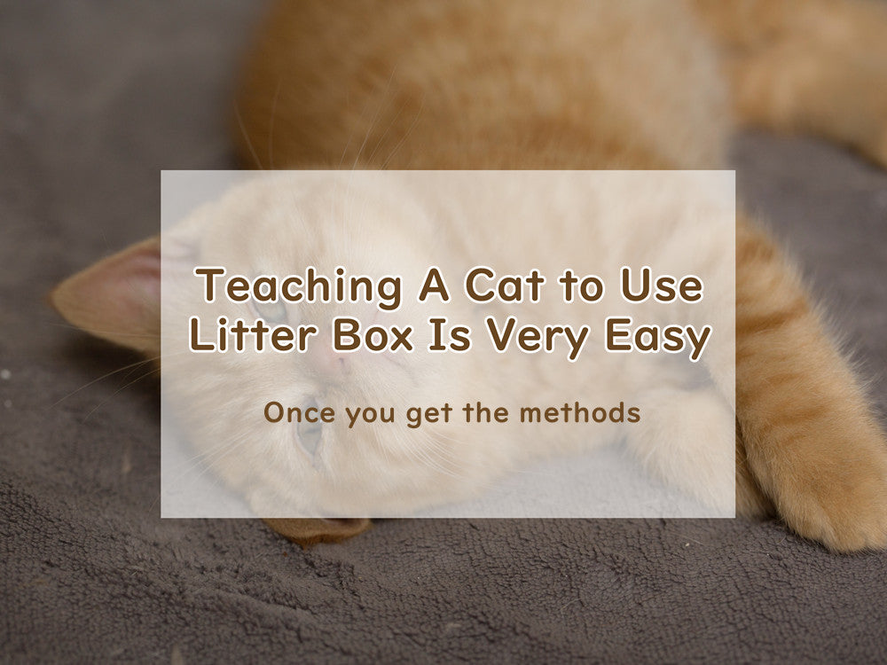 How to Teach a Cat to Use the Litter Box?