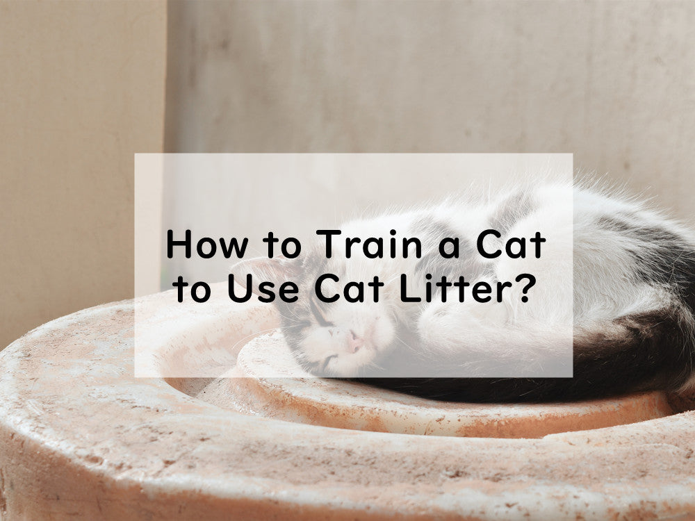 How to Train a Cat to Use Cat Litter?