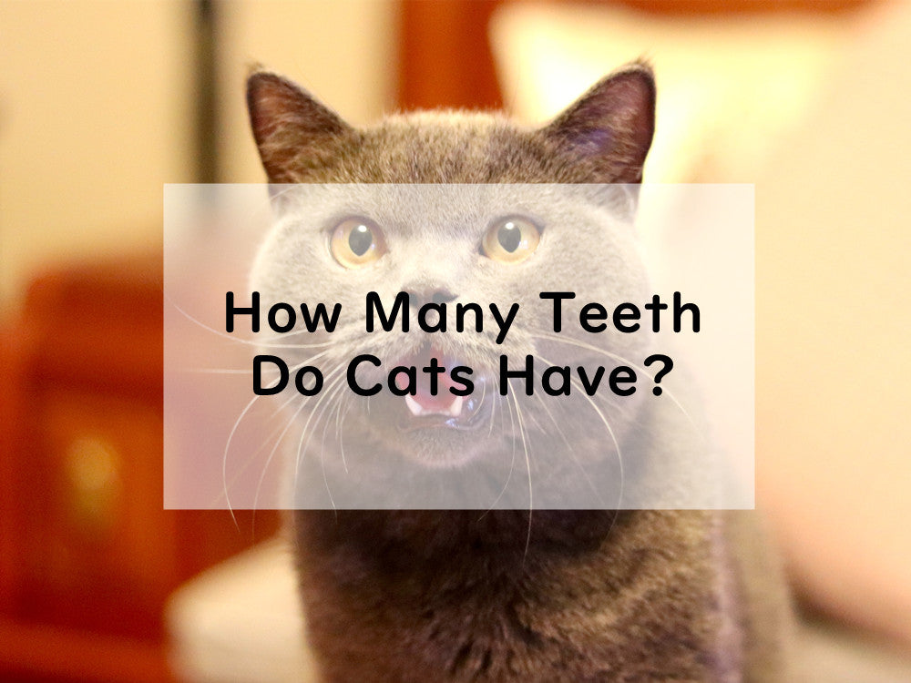 How Many Teeth Do Cats Have?