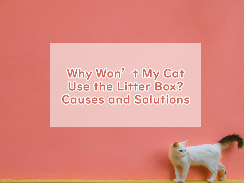 Why Won’t My Cat Use the Litter Box? Causes and Solutions