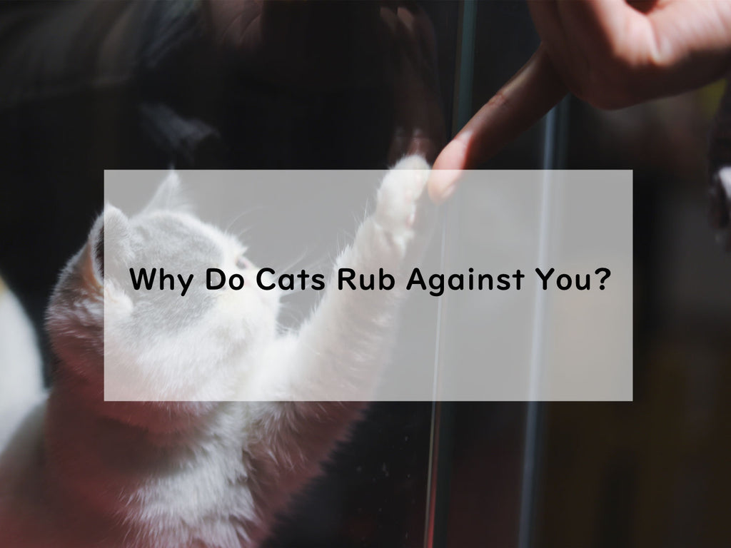 Why Do Cats Rub Against You?