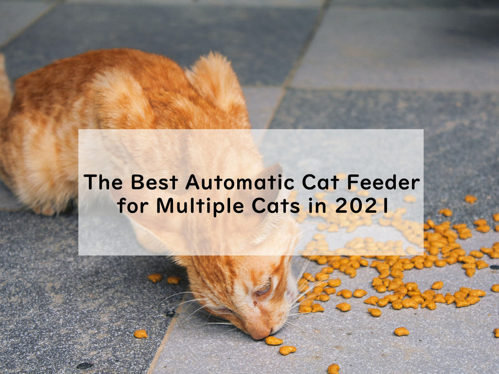 The Best Automatic Cat Feeder for Multiple Cats in 2021