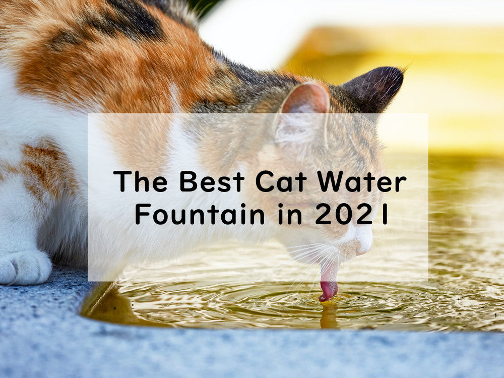 The Best Cat Water Fountain in 2021