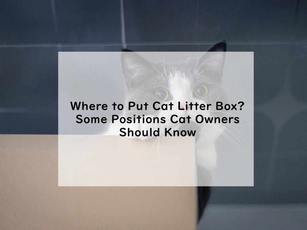 Where to Put Cat Litter Box? Some Positions Cat Owners Should Know