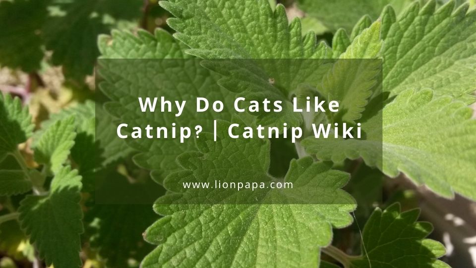 Why Do Cats Like Catnip? - Catnip Wiki