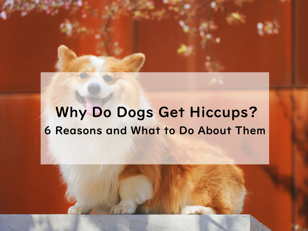 Why Do Dogs Get Hiccups? 6 Reasons and What to Do About Them