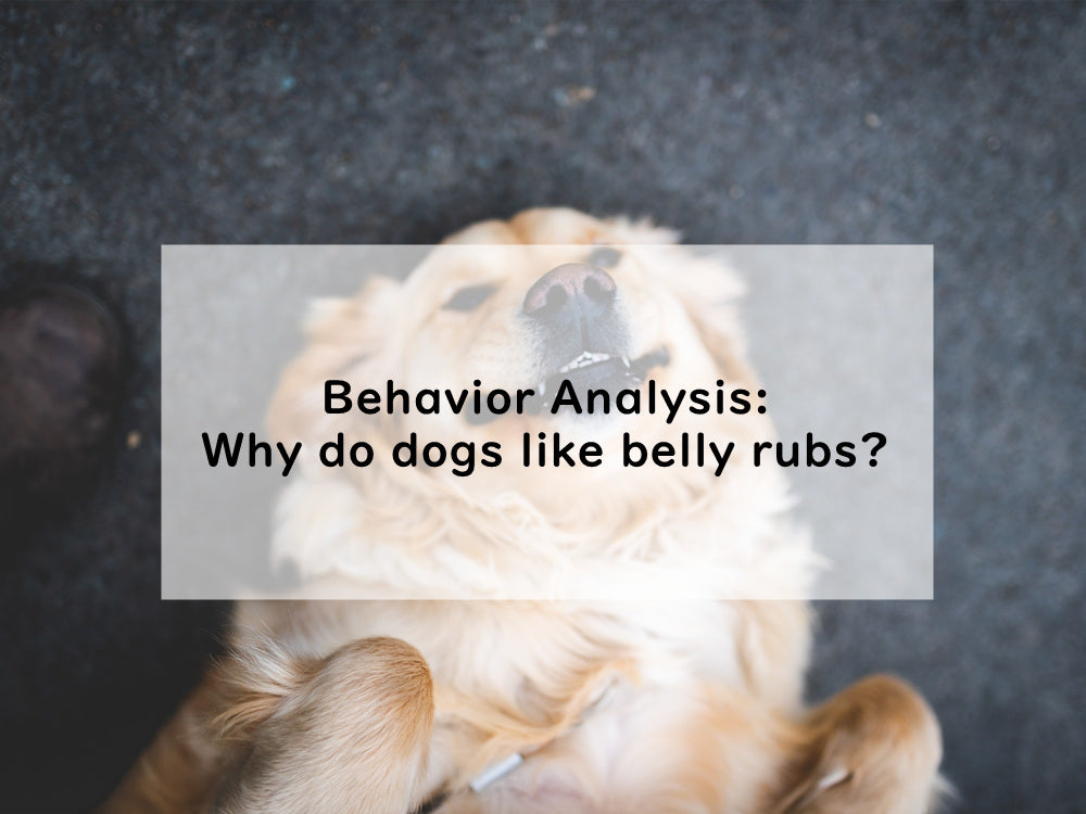 Behavior Analysis: Why do dogs like belly rubs?