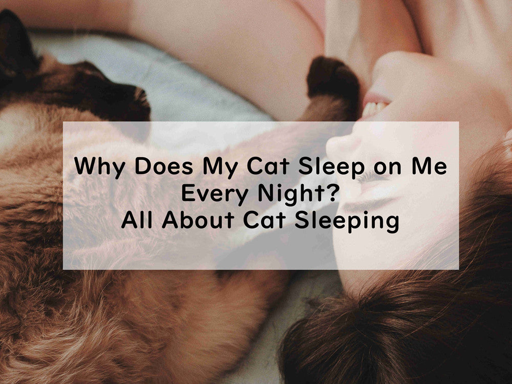 Why Does My Cat Sleep on Me Every Night? All About Cat Sleeping