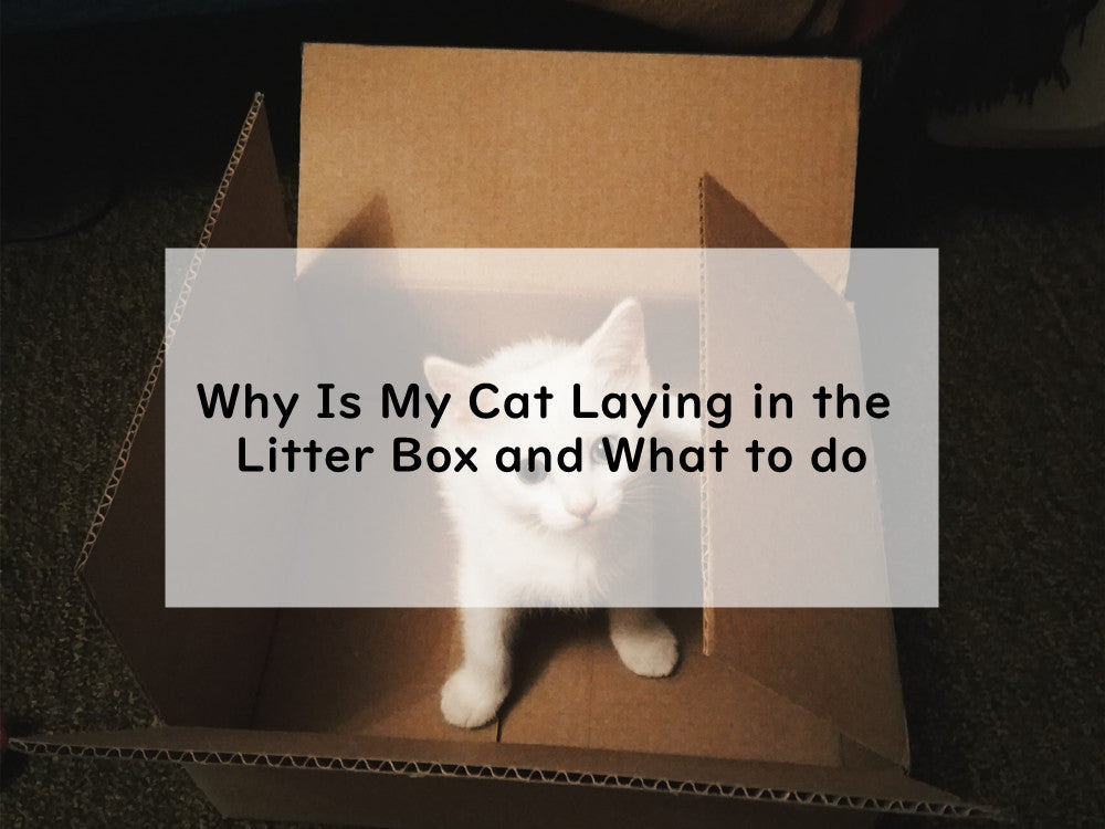 Why Is My Cat Laying in the Litter Box and What to do?