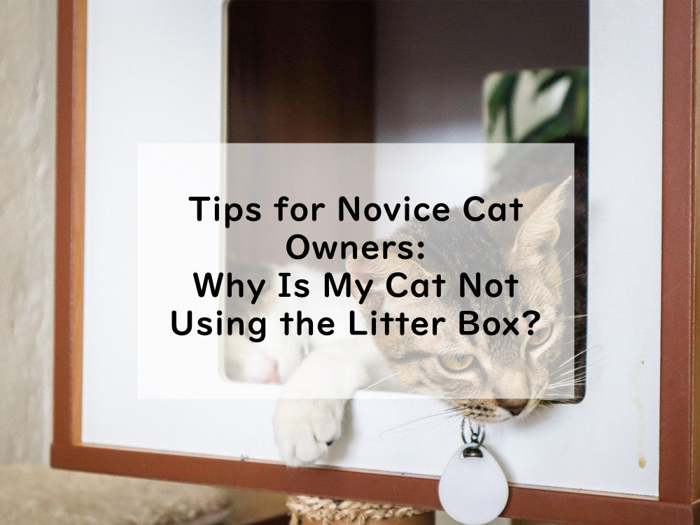 Tips for Novice Cat Owners: Why Is My Cat Not Using the Litter Box?