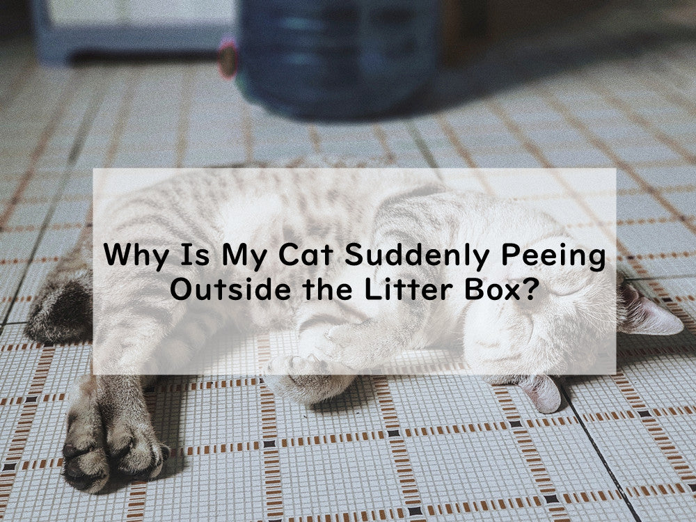 Why Is My Cat Suddenly Peeing Outside the Litter Box?